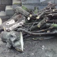 درخت انجیربریده فروش فوری