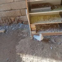 چهار سفید درشت و پاپر|پرنده|سوسنگرد, |دیوار