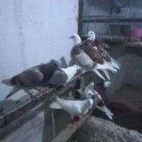 کفتر درجه یک|پرنده|آران و بیدگل, |دیوار