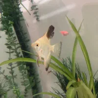 دو جفت ماهی انجل