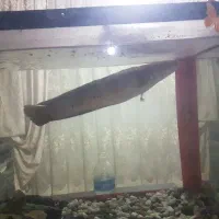 ماهی چانا مارو