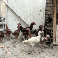 جوجه لاری اصیل|حیوانات مزرعه|بندر گز, |دیوار