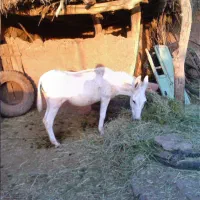 الاغ ماده جوون چکی هم قبول