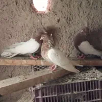 کبوتر سینه نر ماده
