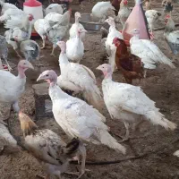 مرغ محلی و بوقلمون گوشتی|حیوانات مزرعه|بندرعباس, |دیوار