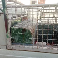 فروش ماشین وانت|خودرو سواری و وانت|کهنوج, |دیوار