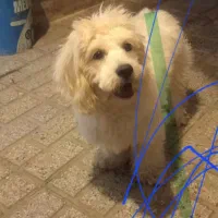 نژاد دار و حرف گوش کن