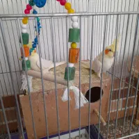 عروس هلندی|پرنده|محلات, |دیوار