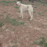 سگ سراب اصیل گله ایی