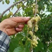 تولیدی نهال درخت گل نهالستان قم بدون واسطه|خدمات باغبانی و درختکاری|قم, سعادتی|دیوار