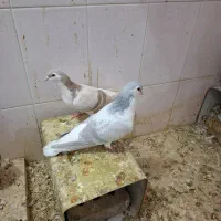 کبوتر|پرنده|نیشابور, منظر|دیوار