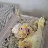 جوجه عروس هلندی