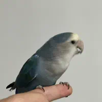 طوطی برزیلی جفت(دستی)|پرنده|جوانرود, |دیوار