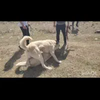 سگ عراقی|سگ|مشگین شهر, |دیوار