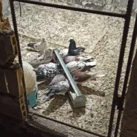 کبوتر تهرانی