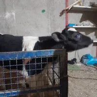 گوساله ماده هلشتاین|حیوانات مزرعه|جوادآباد, |دیوار