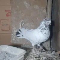 کبوتر کله دم سبز / سرخ / زاغ / سبز / کفتر پرشی|پرنده|فلاورجان, |دیوار