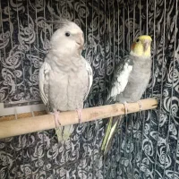 عروس هلندی|پرنده|آران و بیدگل, |دیوار