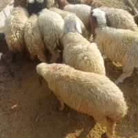 بره