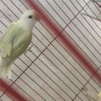 طوطی برزیلی