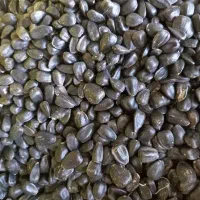 بذر آفتاب روغنی و آجیلی|عمده‌فروشی|کلاله, |دیوار