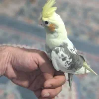 عروس هلندی رام و دستی قابل آموزش
