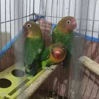 کوتوله برزیلی چنگ قرمز|پرنده|پاسارگاد, |دیوار