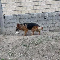 ژرمن شولاین ماده|سگ|رشت, پل تالشان|دیوار