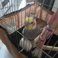 عروس هلندی سخنگو