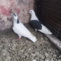 دوکت خالسر