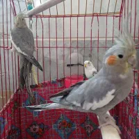 عروس هلندی مولدو لوتینو|پرنده|کرج, استاندارد|دیوار