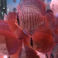 ماهی وآکواریوم(مستر دیسکس)