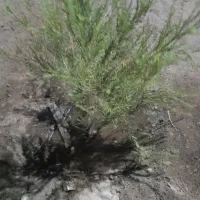 زمین باغی جانبازان ۹