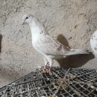 کفترباخت رفته|حیوانات|ملایر, |دیوار