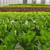 شریک برای کشت ذرت مکزیکی