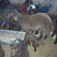 بره نر   چاق کشتاری|حیوانات مزرعه|نیشابور, مازول|دیوار