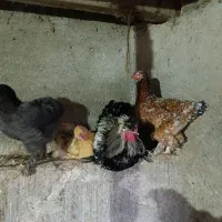 مرغ تخمگذار|حیوانات مزرعه|خلیل شهر, |دیوار