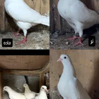 کبوتر ساعت سنگین با ضمانت|پرنده|رشت, پیرکلاچای|دیوار