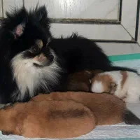 پامر اصل، سگ پامرانین