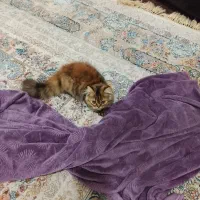 گربه پرشین 6ماه اصل ماده