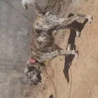 سلام خدمت دوستان سگ نر درج یک سگ جو