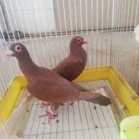 کبوتربغدادی