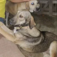 ۲۰ میلیون تومان مژدگانی در صورت تحویل دوتا سگ