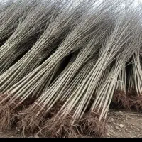 فروش نهال صنوبر|خدمات باغبانی و درختکاری|کوهنجان, |دیوار