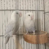 کوتوله برزیلی رنگ خاص