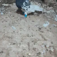 کبوترکله سیاه|پرنده|تربت جام, کلالی|دیوار