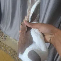 کفتر چپ|پرنده|سراوان, |دیوار