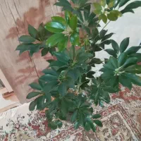 گل شفلرا|گل و گیاه طبیعی|اهر, |دیوار