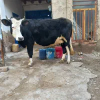 گاو شیری|حیوانات مزرعه|صوفیان, |دیوار