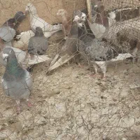 کبوترها پرشی به شرط|پرنده|اقبالیه, |دیوار